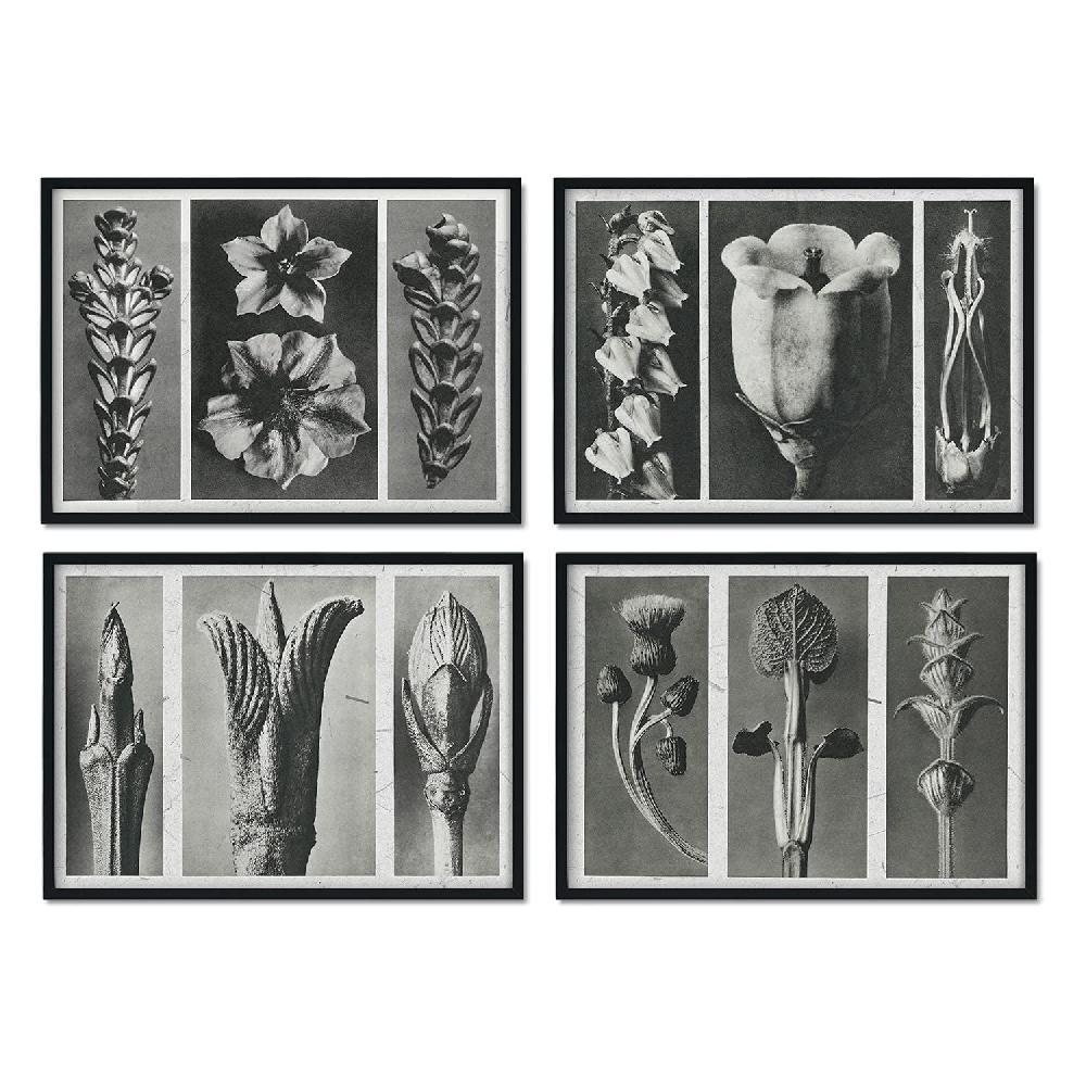 nacnic Pack Láminas Flores y Plantas Grises