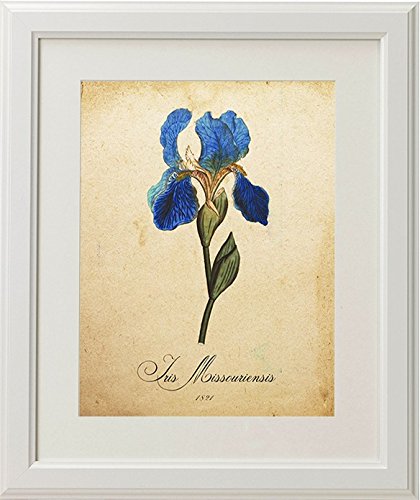 nacnic Pack de Láminas Botánicas MI JARDÍN AZUL Descuentos del mes