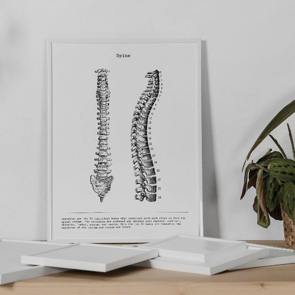 nacnic Set de 3 láminas de anatomía en blanco y negro: Costillas Pelvis y Columna Vertebral Libre de impuestos