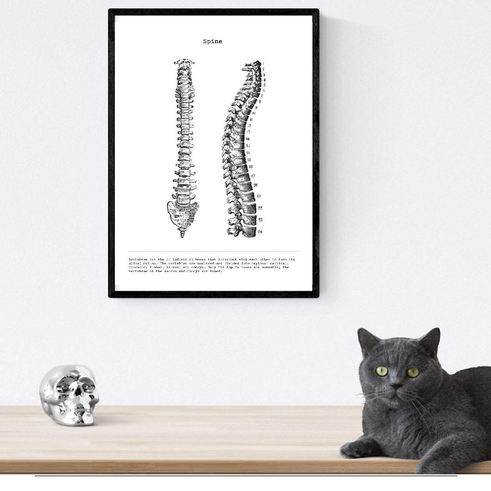 nacnic Set de 3 láminas de anatomía en blanco y negro: Costillas Pelvis y Columna Vertebral Libre de impuestos