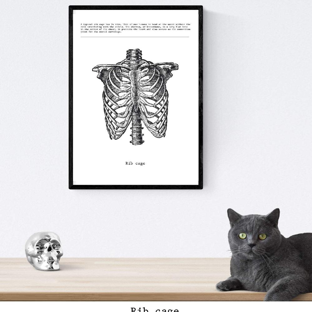 nacnic Set de 3 láminas de anatomía en blanco y negro: Costillas Pelvis y Columna Vertebral Libre de impuestos
