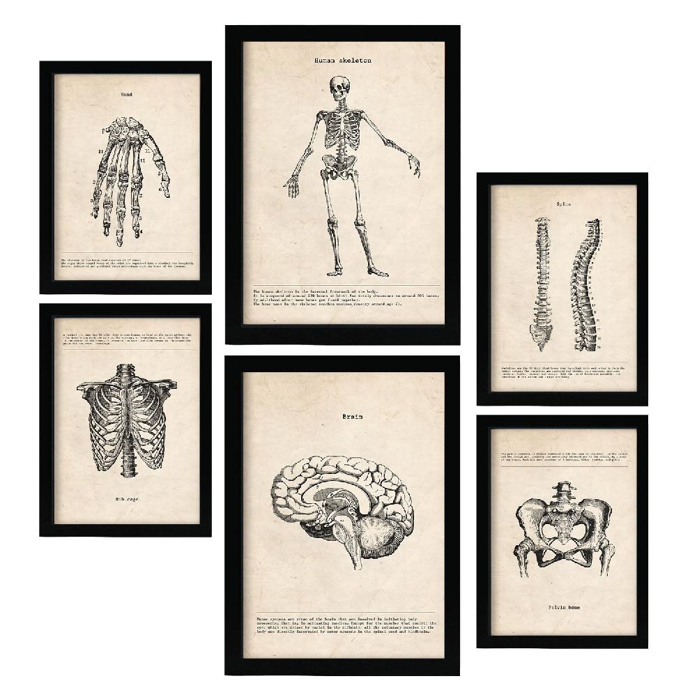 nacnic Lámina Nacnic Anatomía de Huesos Aestética