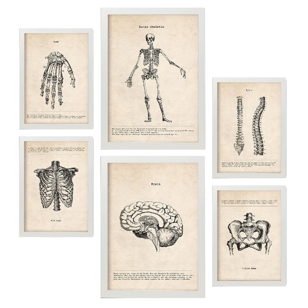 nacnic Lámina Nacnic Anatomía de Huesos Aestética Descuentos del mes