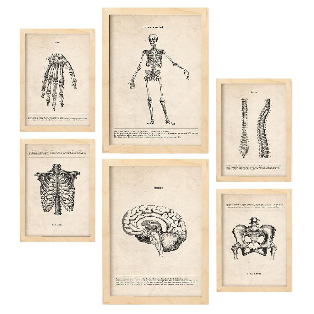 nacnic Lámina Nacnic Anatomía de Huesos Aestética Descuentos del mes