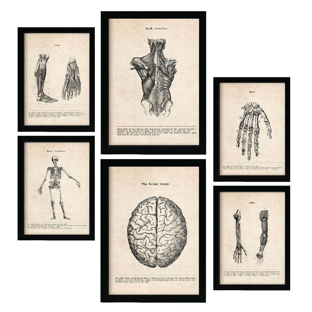 nacnic Láminas Nacnic Anatomía de Músculos y Huesos