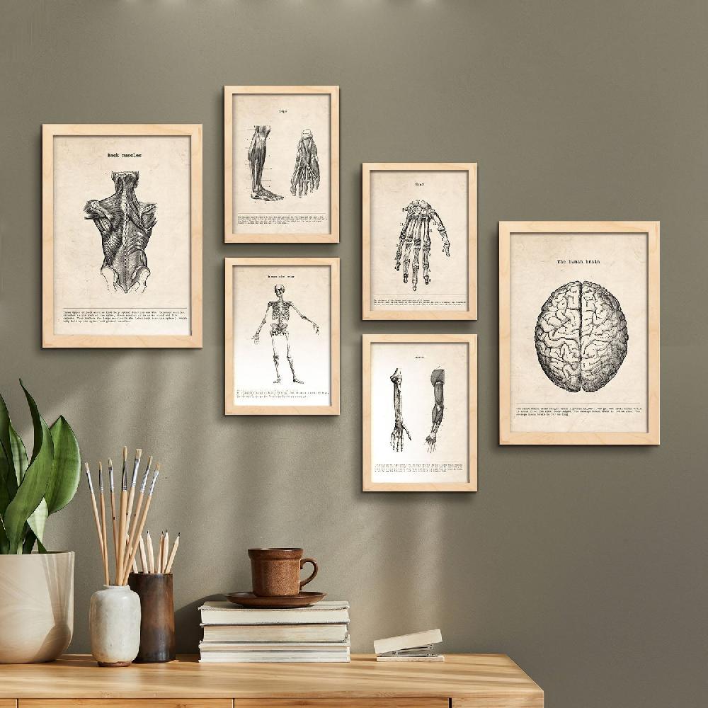 nacnic Láminas Nacnic Anatomía de Músculos y Huesos Última moda