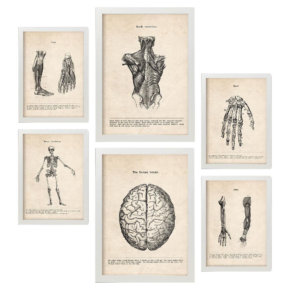 nacnic Láminas Nacnic Anatomía de Músculos y Huesos Última moda