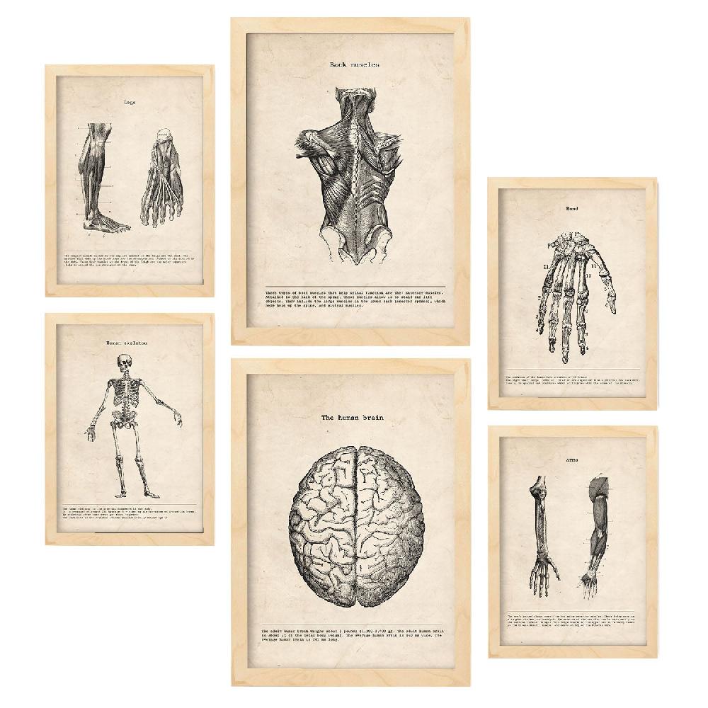 nacnic Láminas Nacnic Anatomía de Músculos y Huesos Última moda