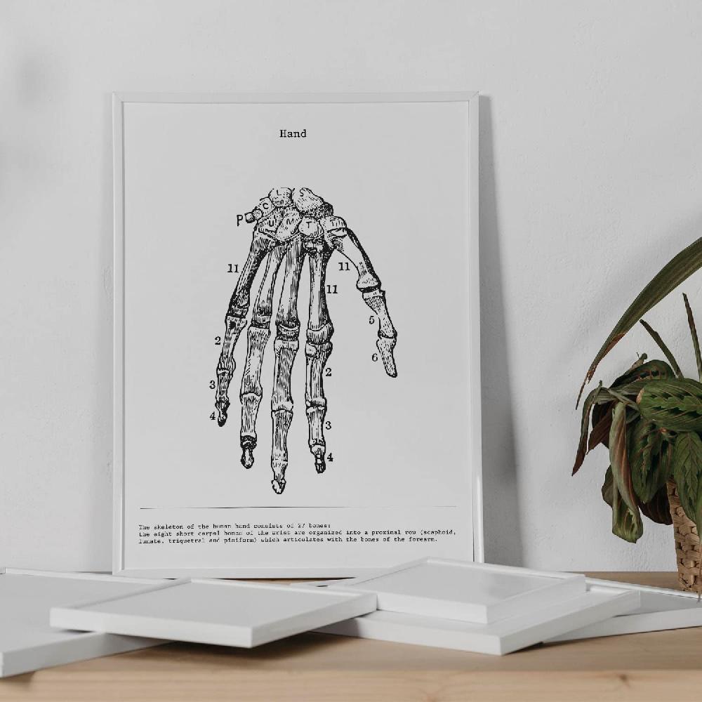 nacnic Set de 3 láminas de anatomía en blanco y negro: Esqueleto Mano Pelvis Descuento por venta flash