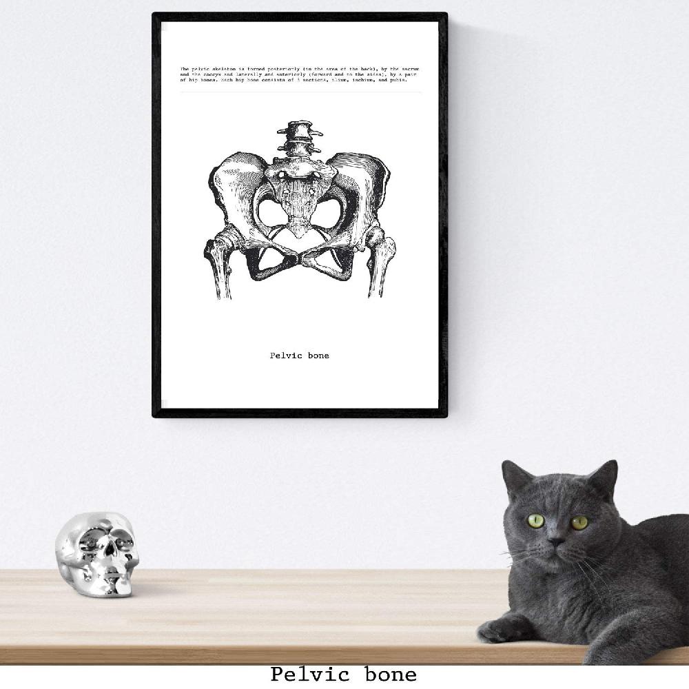 nacnic Set de 3 láminas de anatomía en blanco y negro: Esqueleto Mano Pelvis Descuento por venta flash