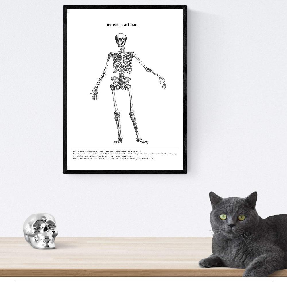 nacnic Set de 3 láminas de anatomía en blanco y negro: Esqueleto Mano Pelvis Descuento por venta flash