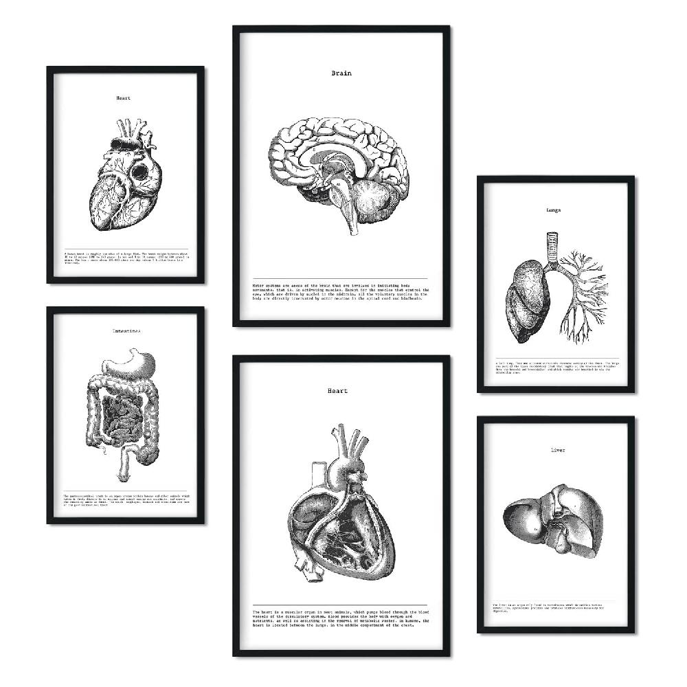 nacnic Set de 6 láminas de Órganos internos con estética collage Grandes ahorros
