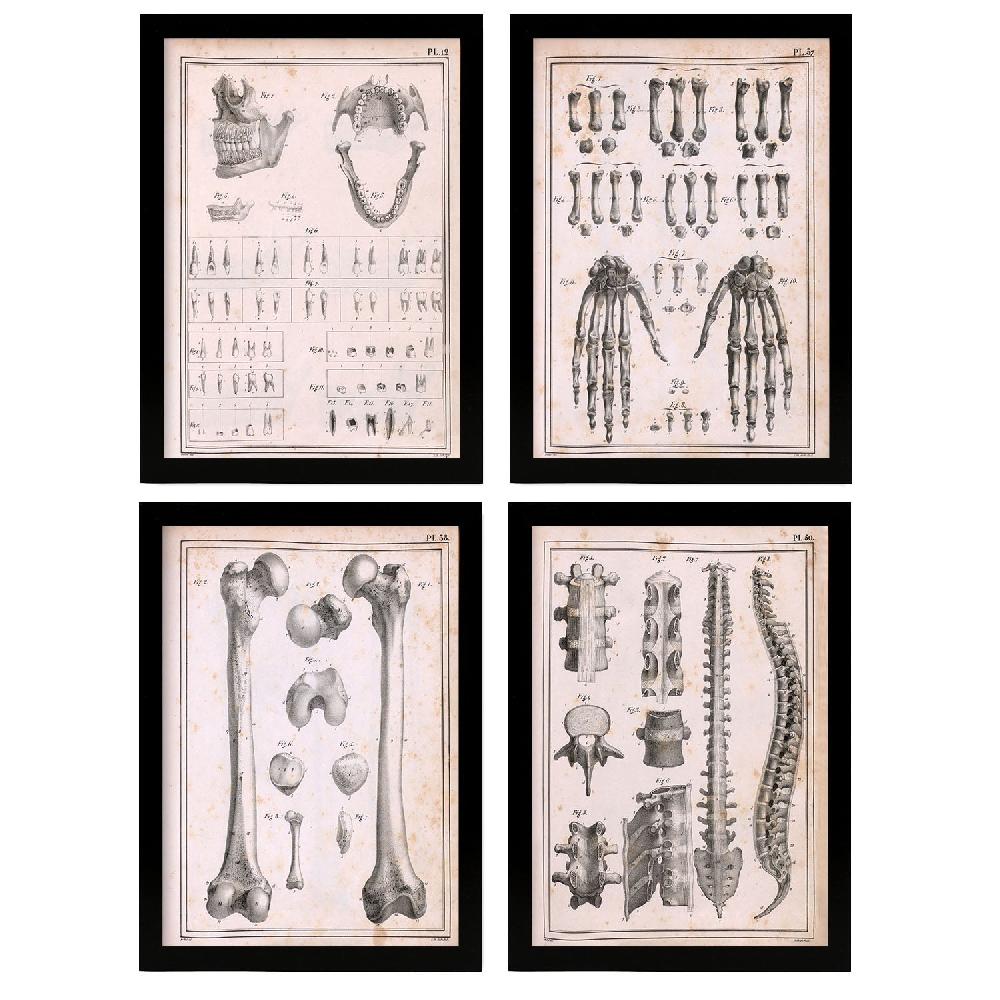 nacnic Conjunto Nacnic de 4 Láminas de Anatomía de huesos manos mandíbula y columna vertebral