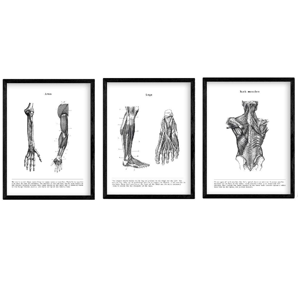 nacnic Set de 3 Láminas de Anatomía Cuerpo Humano - Brazo Pierna y Espalda