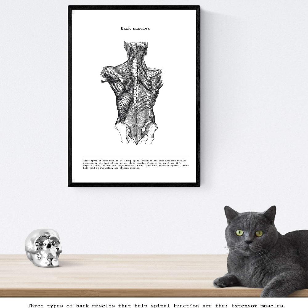 nacnic Set de 3 Láminas de Anatomía Cuerpo Humano - Brazo Pierna y Espalda Outlet