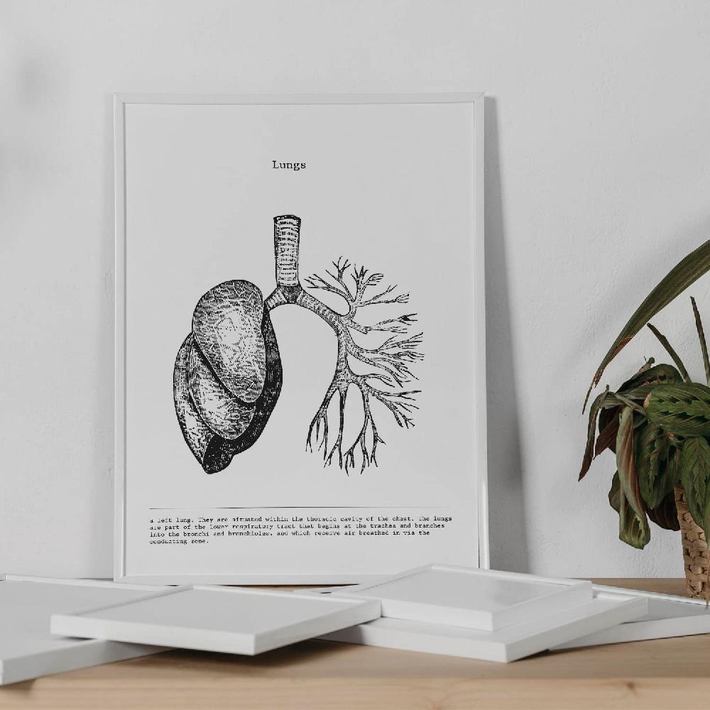 nacnic Set de 3 láminas de anatomía en blanco y negro: Corazón Hígado y Pulmones Outlet online