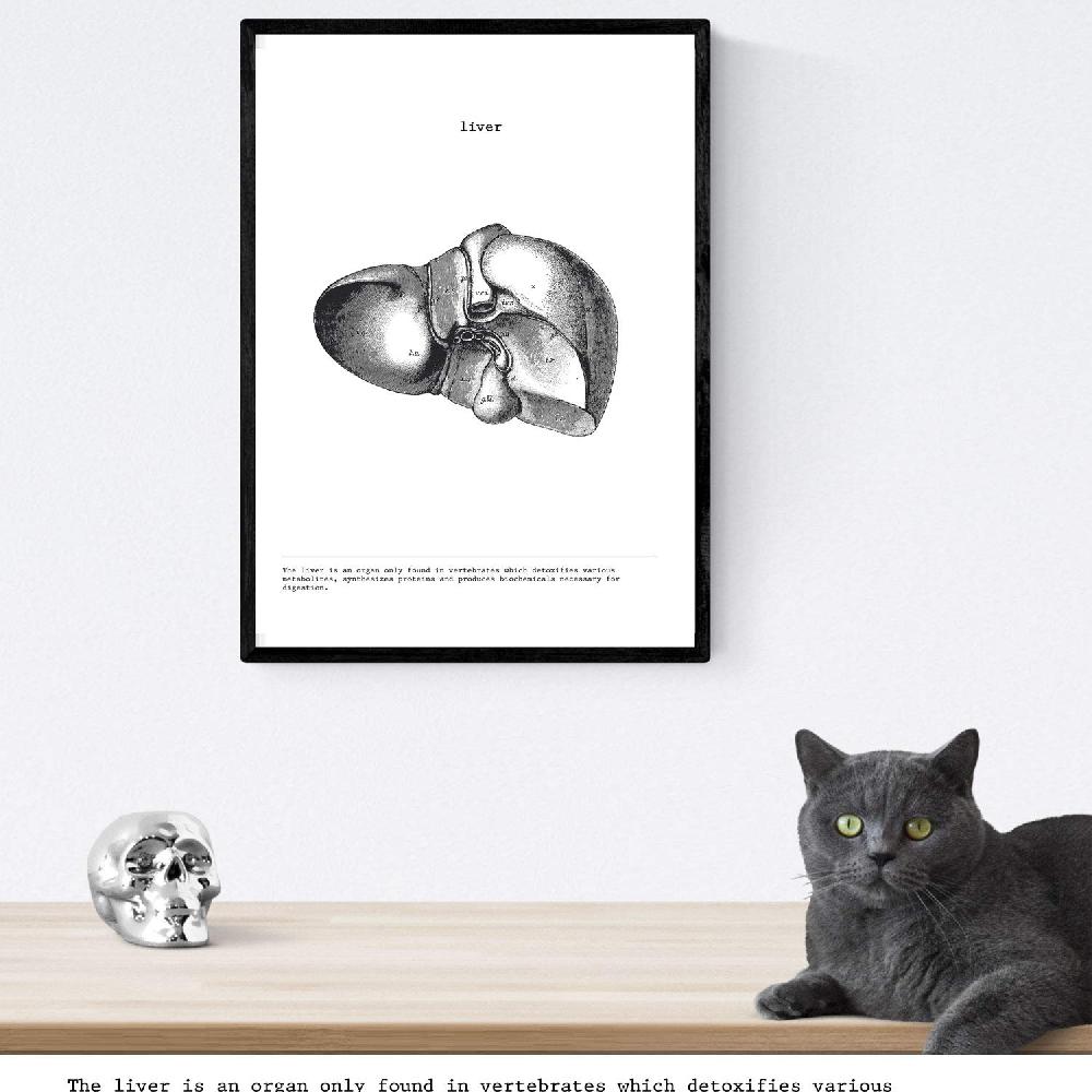 nacnic Set de 3 láminas de anatomía en blanco y negro: Corazón Hígado y Pulmones Outlet online