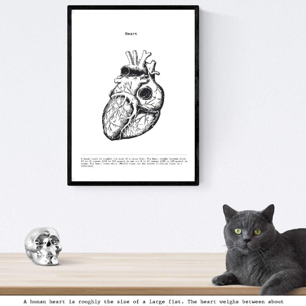 nacnic Set de 3 láminas de anatomía en blanco y negro: Corazón Cerebro y Pulmones Ofertas