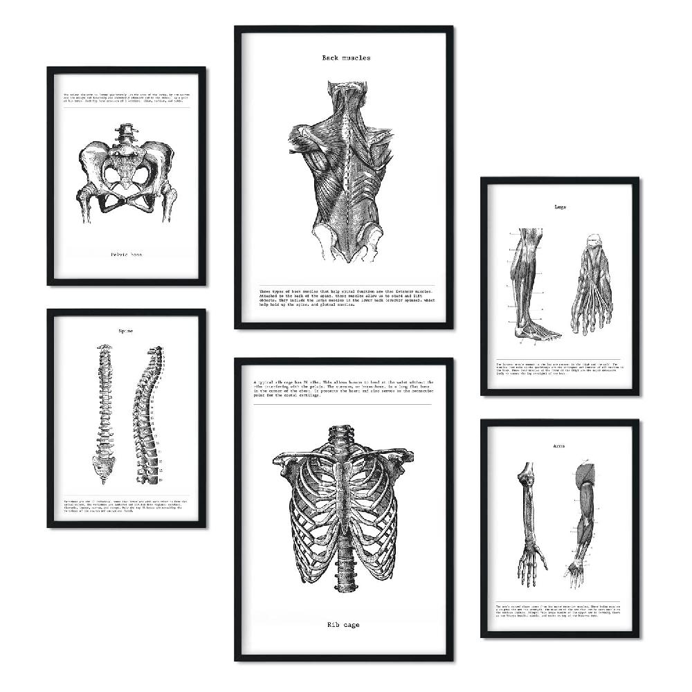 nacnic Set de 6 láminas de Anatomía Estilo Collage Venta caliente