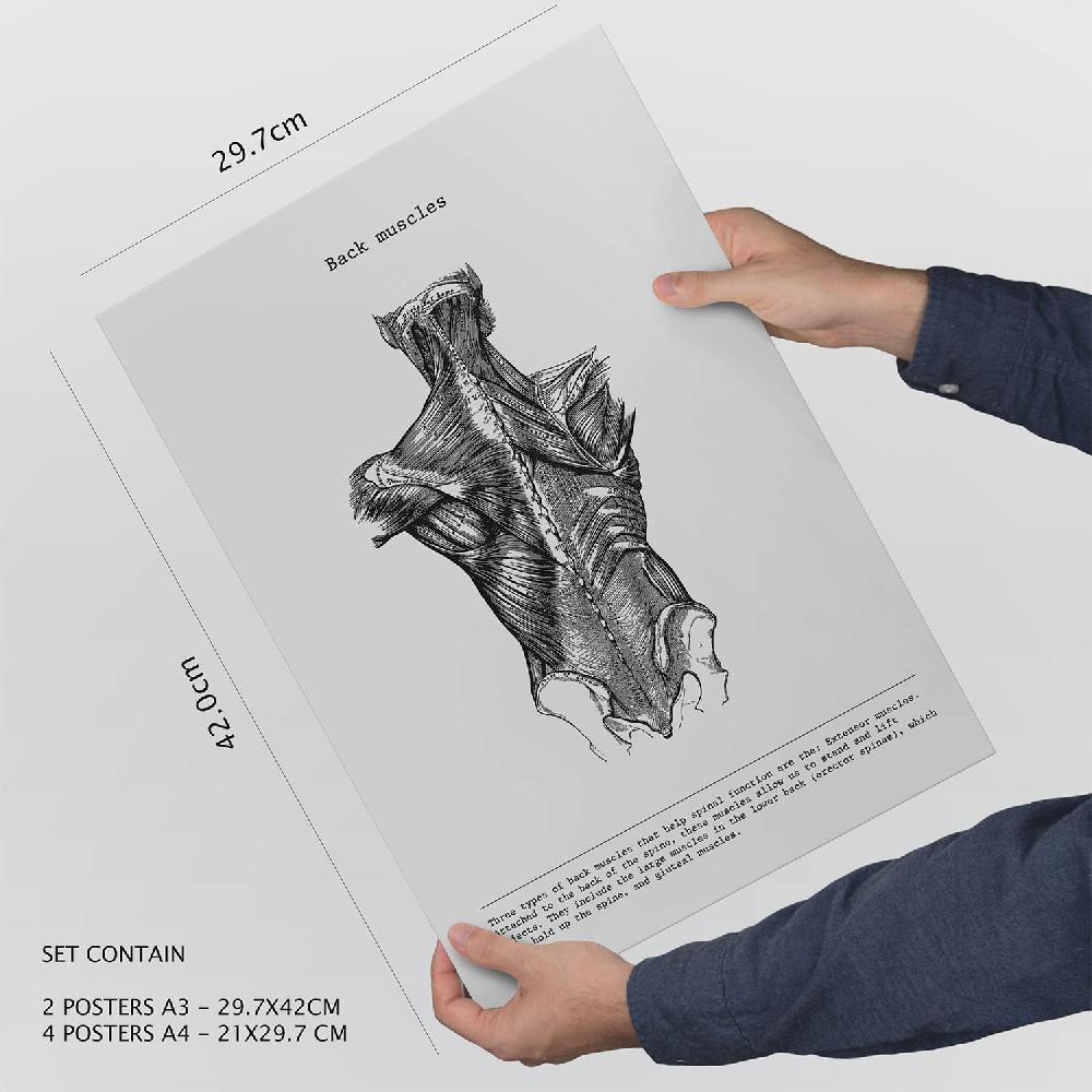 nacnic Set de 6 láminas de Anatomía Estilo Collage Venta caliente