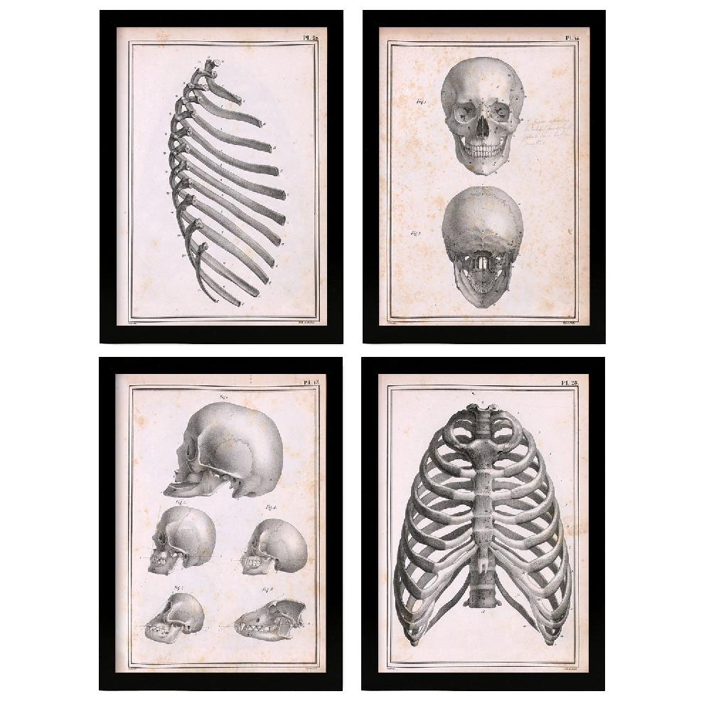 nacnic Conjunto Nacnic de 4 Láminas de Anatomía de huesos costillas y cabeza