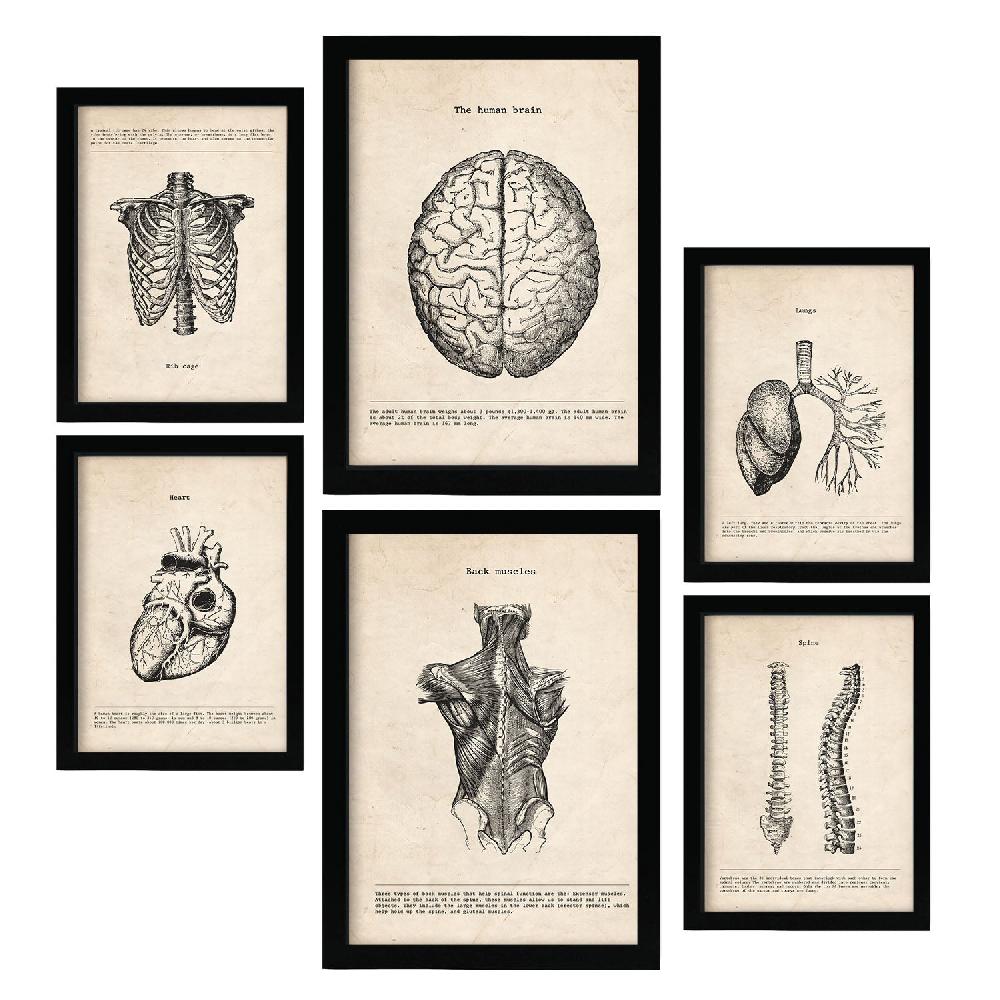 nacnic Láminas Nacnic de Anatomía Cerebro Músculos Huesos