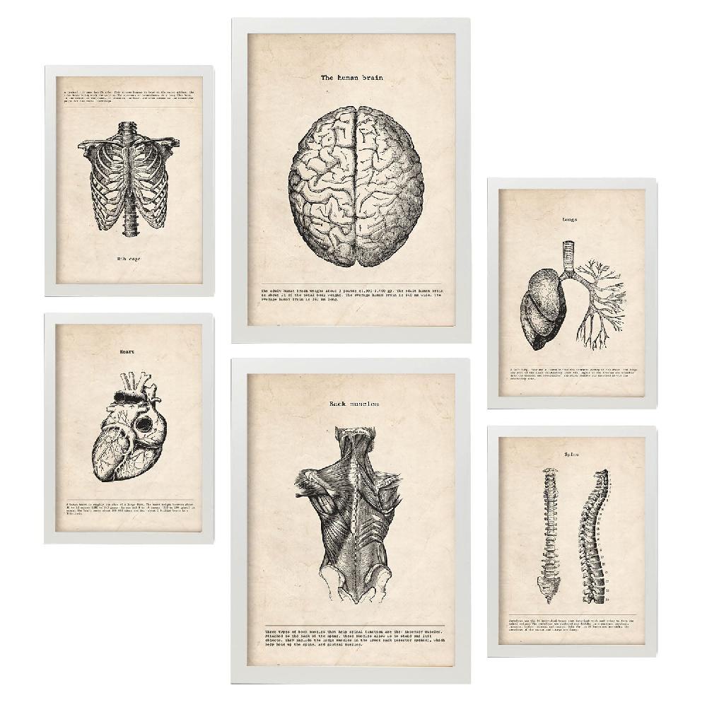 nacnic Láminas Nacnic de Anatomía Cerebro Músculos Huesos Rebajas baratas