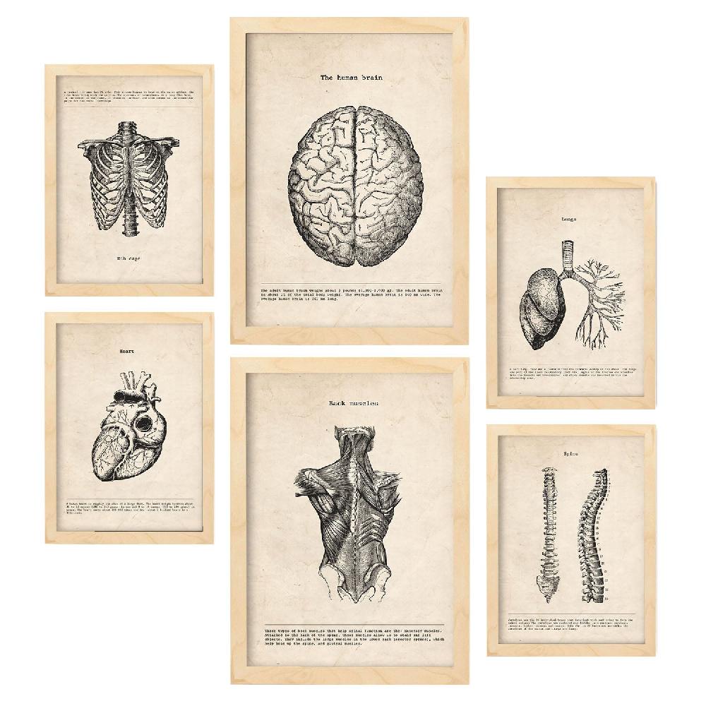 nacnic Láminas Nacnic de Anatomía Cerebro Músculos Huesos Rebajas baratas