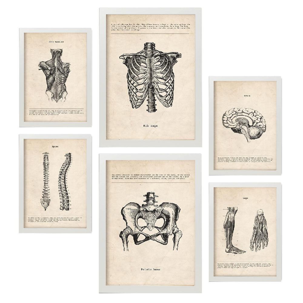 nacnic Lámina Nacnic de Anatomía Corporal Estética Rebajas de fábrica