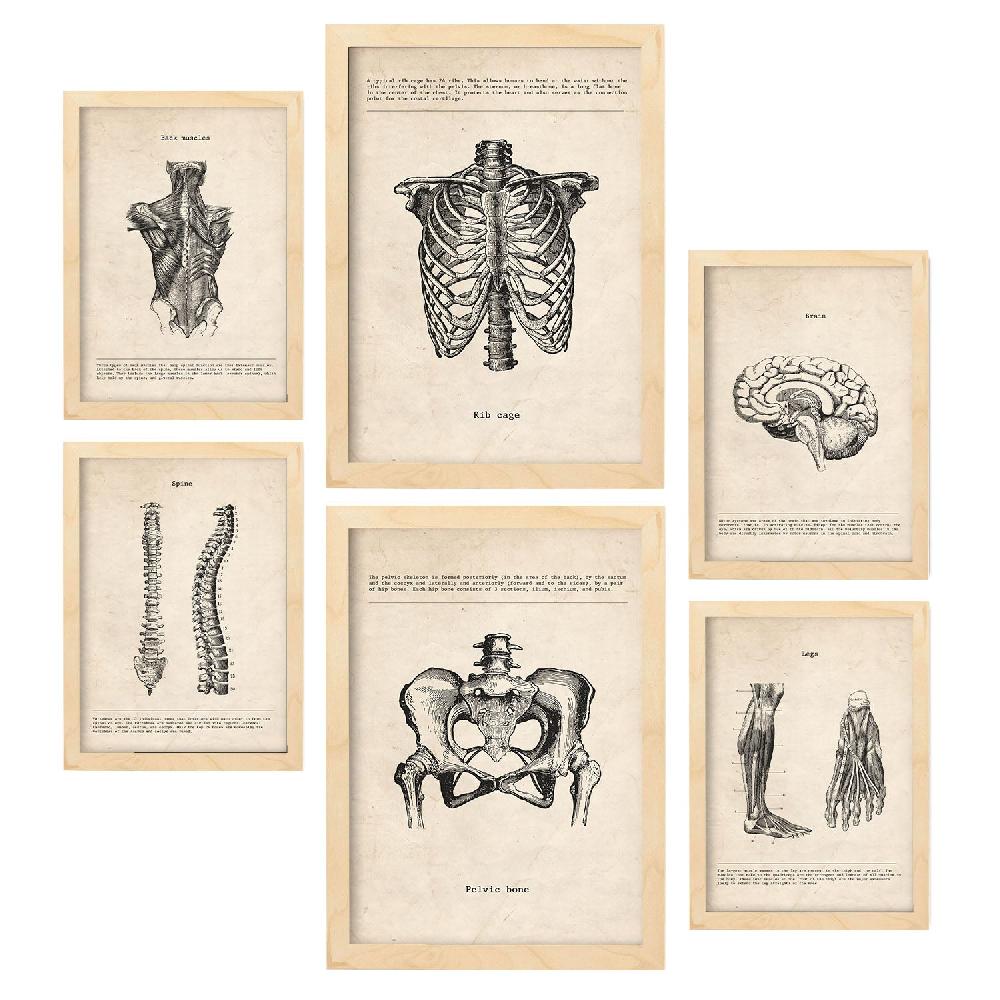 nacnic Lámina Nacnic de Anatomía Corporal Estética Rebajas de fábrica