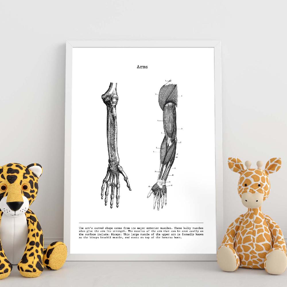 nacnic Lámina de Anatomía del Brazo en Blanco y Negro Los más vendidos