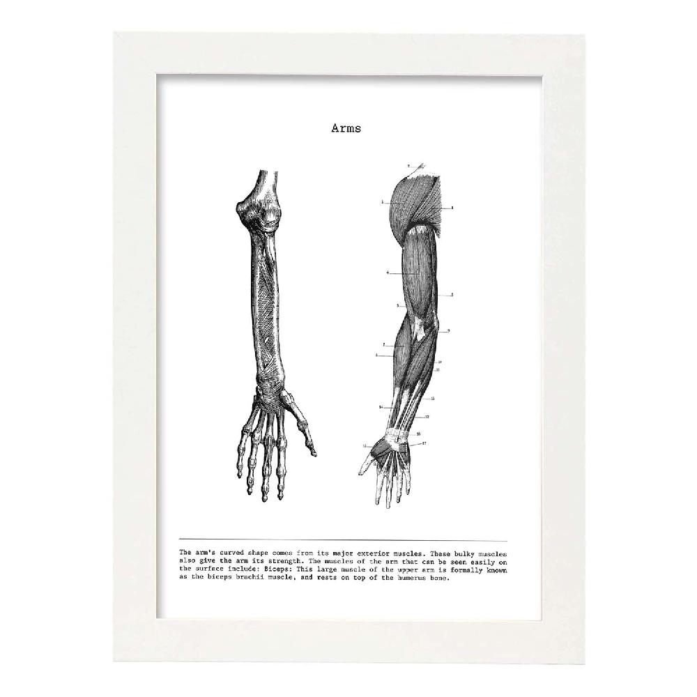 nacnic Lámina de Anatomía del Brazo en Blanco y Negro Los más vendidos