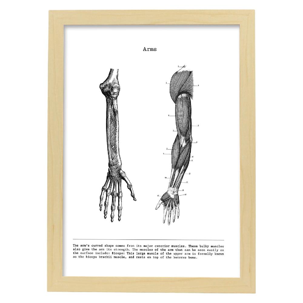 nacnic Lámina de Anatomía del Brazo en Blanco y Negro Los más vendidos