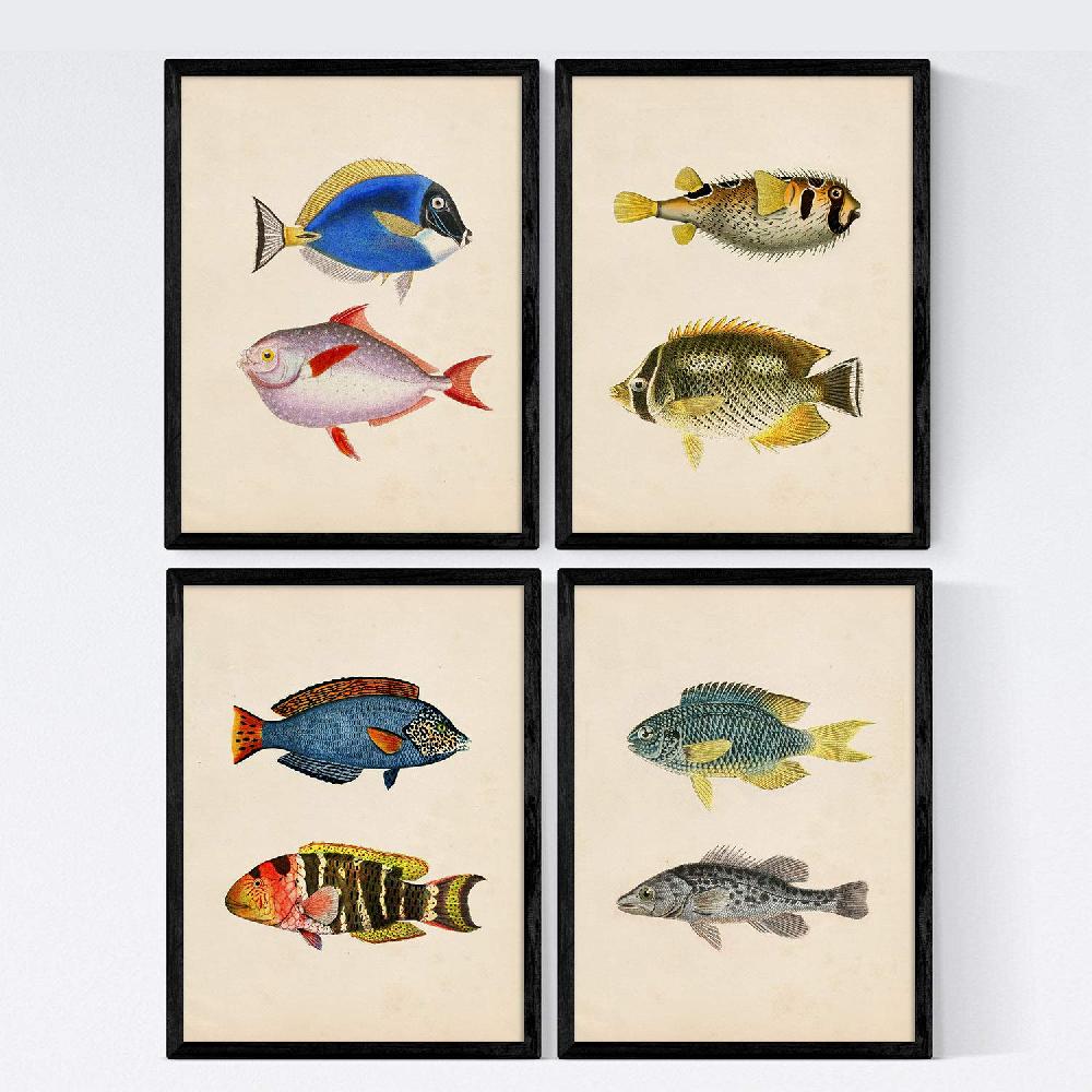 nacnic Set de Láminas Vintage de Peces Coloridos