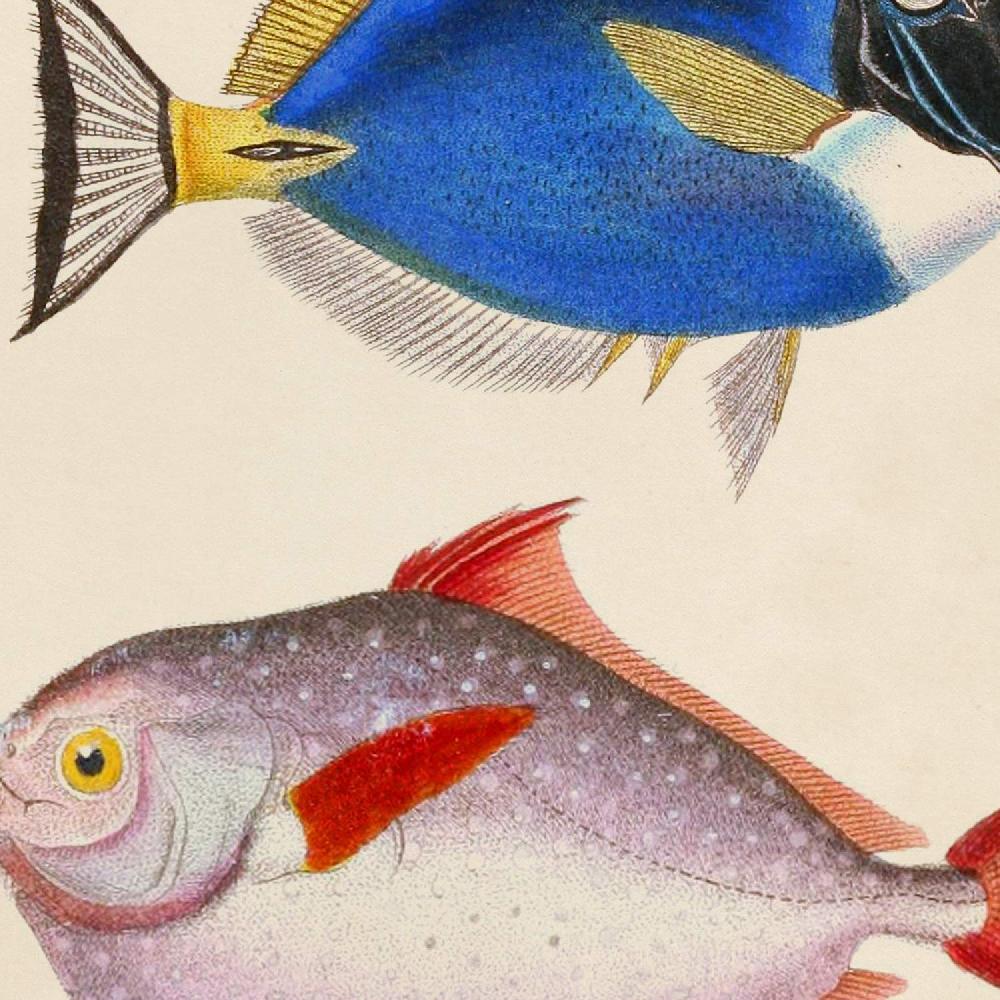 nacnic Set de Láminas Vintage de Peces Coloridos Los más vendidos