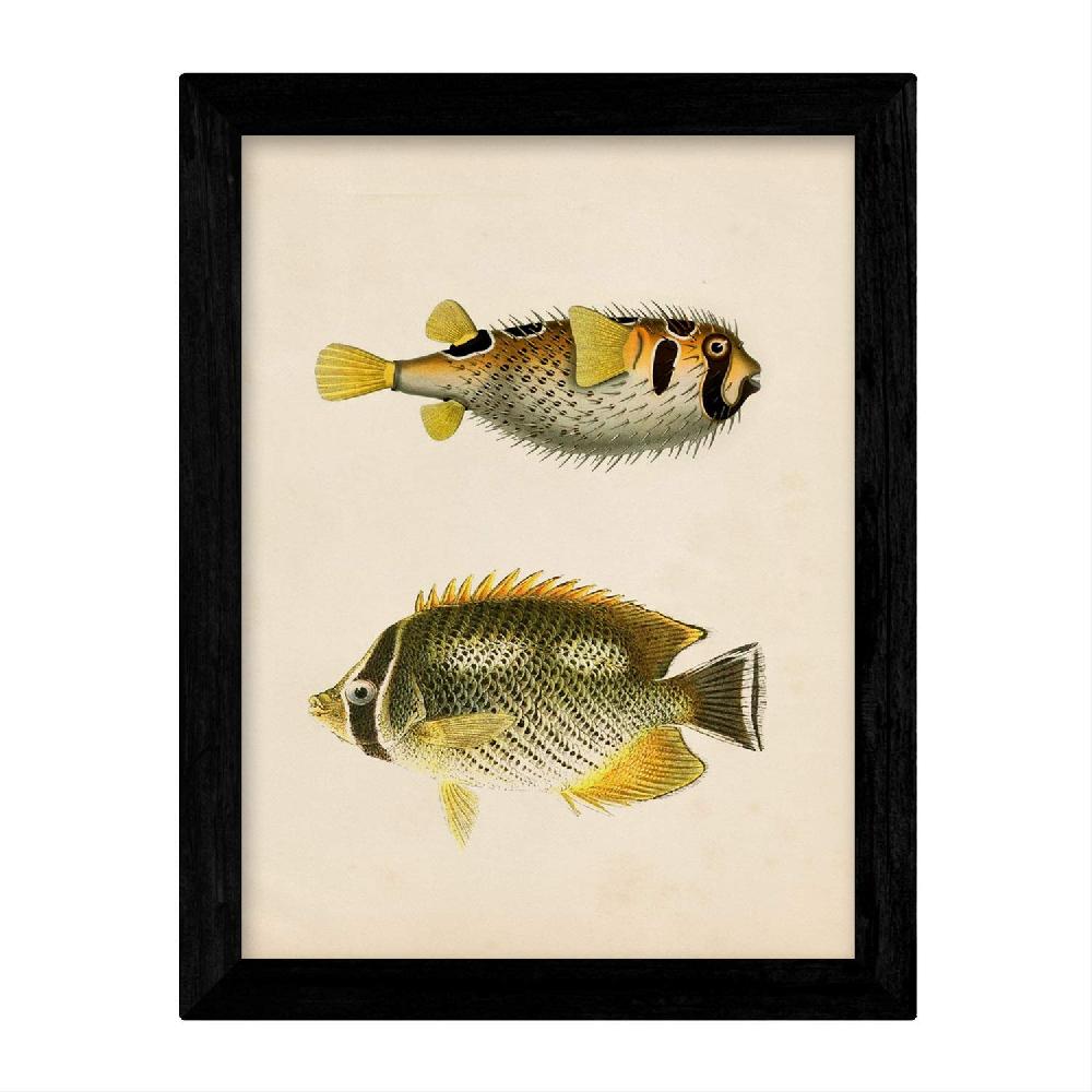 nacnic Set de Láminas Vintage de Peces Coloridos Los más vendidos