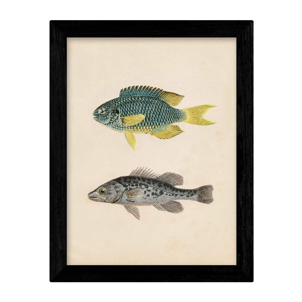 nacnic Set de Láminas Vintage de Peces Coloridos Los más vendidos