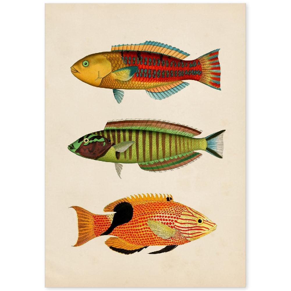 nacnic Lámina Vintage de Tres Peces Multicolores
