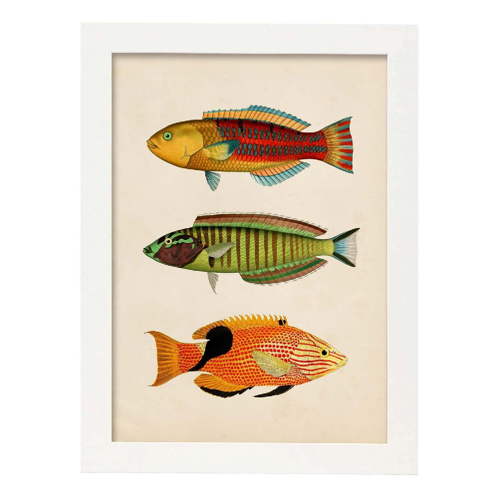 nacnic Lámina Vintage de Tres Peces Multicolores Tienda