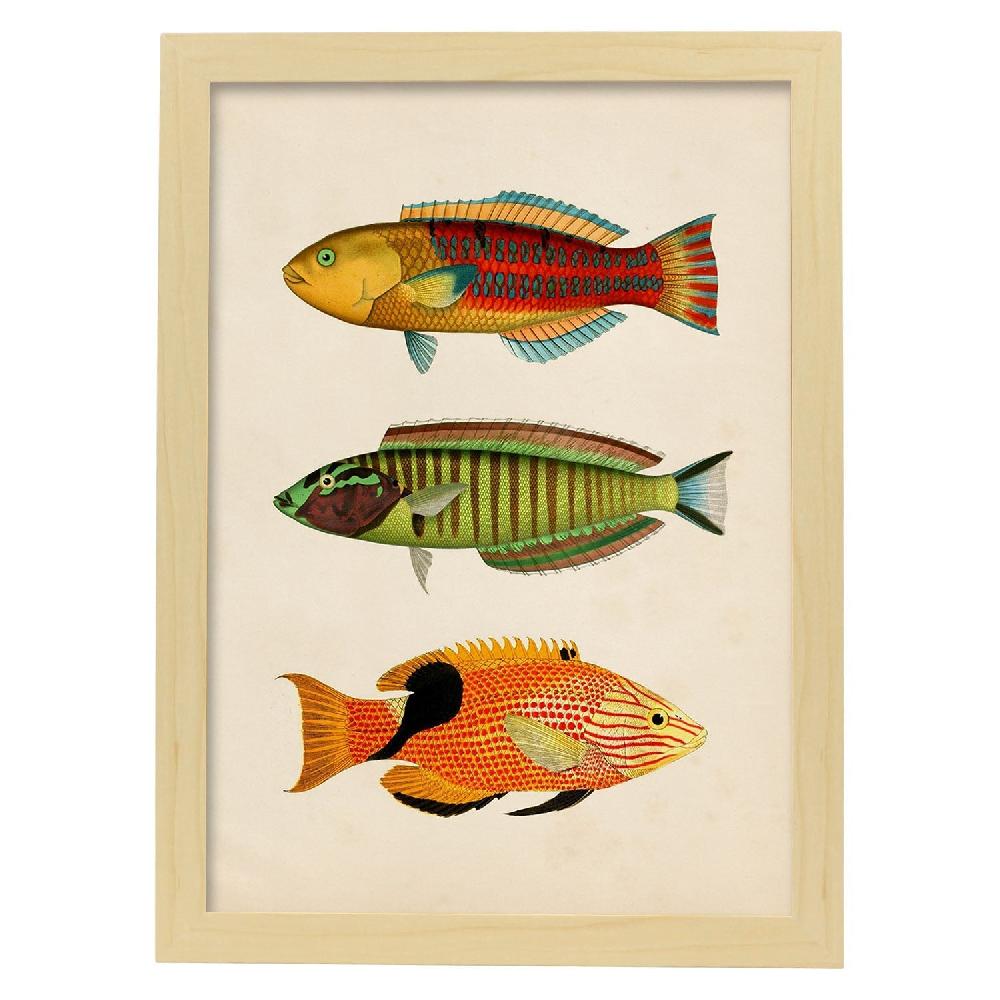 nacnic Lámina Vintage de Tres Peces Multicolores Tienda