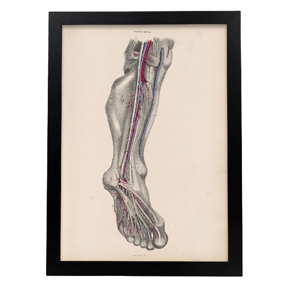 nacnic Dissection of the lower leg and foot Ofertas especiales