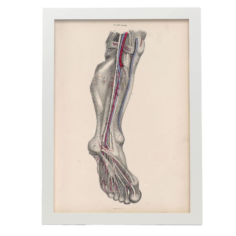 nacnic Dissection of the lower leg and foot Ofertas especiales