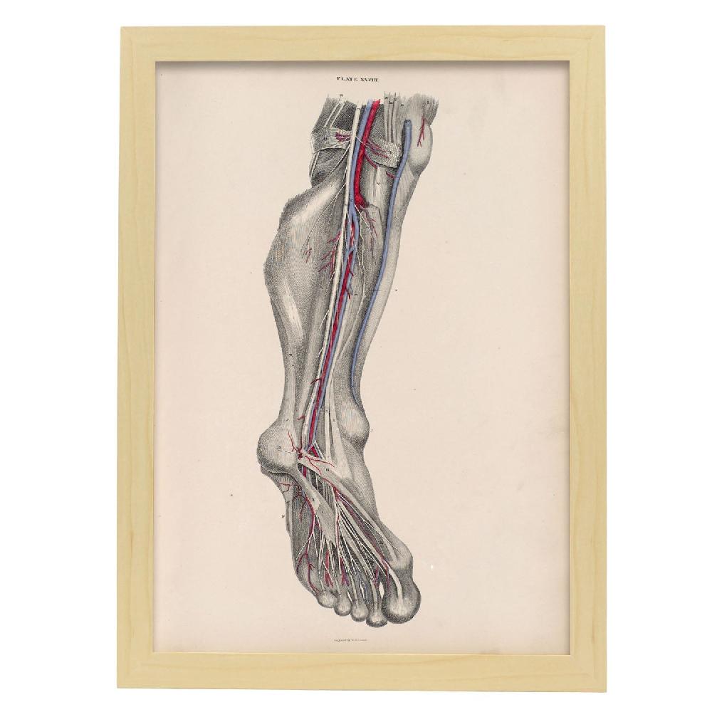 nacnic Dissection of the lower leg and foot Ofertas especiales